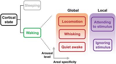 The Interplay Between Cortical State and Perceptual Learning: A Focused Review